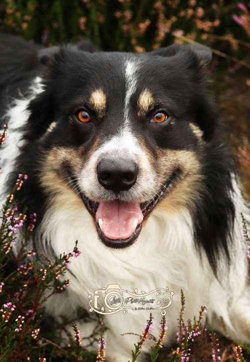 Hundeauslaufgebiet-Little Photo Moments by Katrin Kastner-Bild