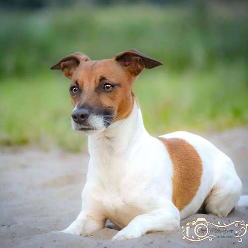 Hundeauslaufgebiet-Little Photo Moments by Katrin Kastner-Bild