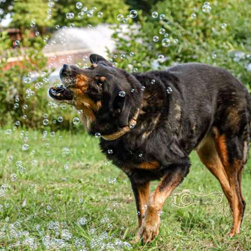 Hundeauslaufgebiet-Little Photo Moments by Katrin Kastner-Bild