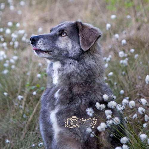 Hundeauslaufgebiet-Little Photo Moments by Katrin Kastner-Bild