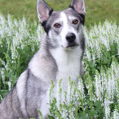 Hundeauslaufgebiet-Little Photo Moments by Katrin Kastner-Bild