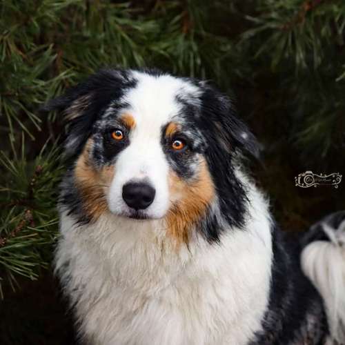 Hundeauslaufgebiet-Little Photo Moments by Katrin Kastner-Bild