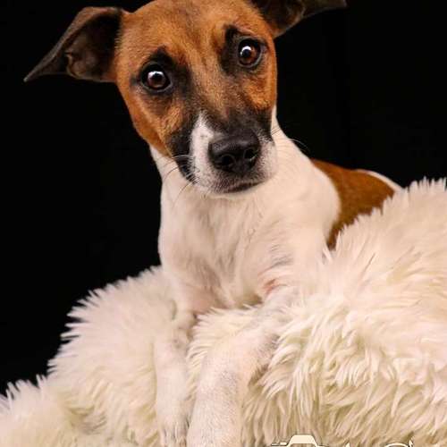 Hundeauslaufgebiet-Little Photo Moments by Katrin Kastner-Bild