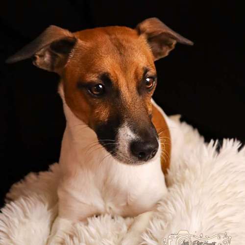 Hundeauslaufgebiet-Little Photo Moments by Katrin Kastner-Bild