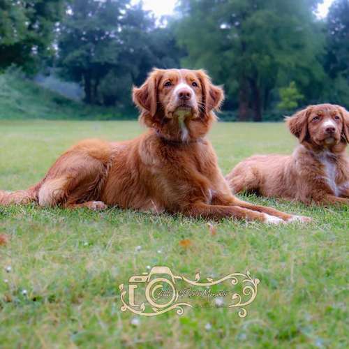 Hundeauslaufgebiet-Little Photo Moments by Katrin Kastner-Bild