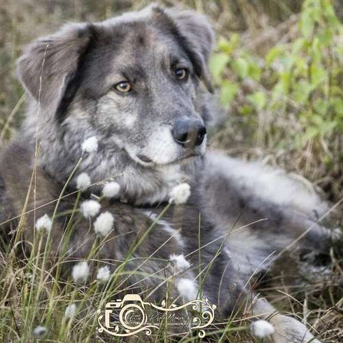 Hundeauslaufgebiet-Little Photo Moments by Katrin Kastner-Bild