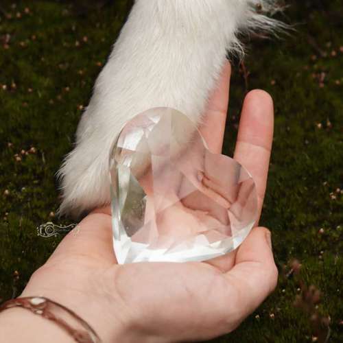 Hundeauslaufgebiet-Little Photo Moments by Katrin Kastner-Bild