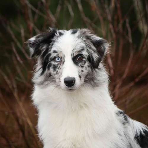 Hundeauslaufgebiet-Little Photo Moments by Katrin Kastner-Bild