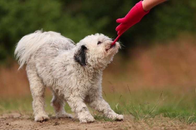 Hundeauslaufgebiet-Die HotDogZ - Hund-Trick-Show und Hunde-Tricktraining-Bild