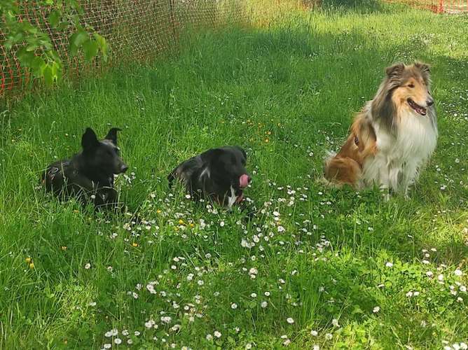 Hundeauslaufgebiet-Mobile Hundeschule Bergstrasse -Bild