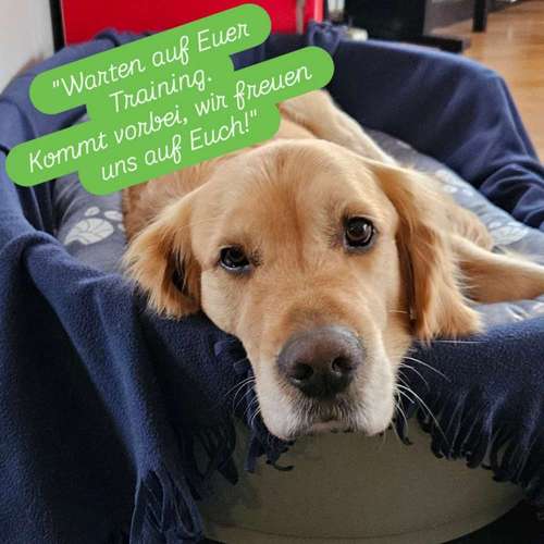 Hundeauslaufgebiet-DUO MiTo DOGSCLUB-Bild