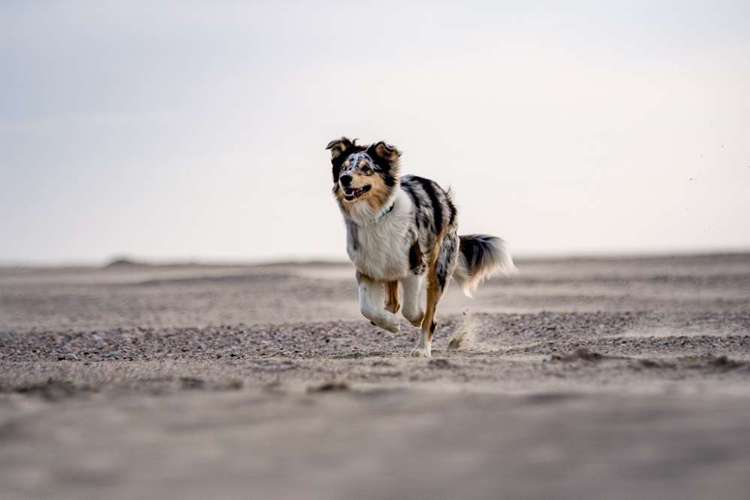 Hundeauslaufgebiet-Sarah Genuit Fotografie-Bild