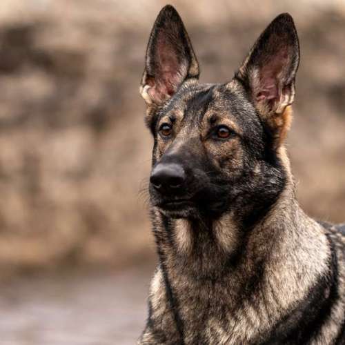 Hundeauslaufgebiet-Sarah Genuit Fotografie-Bild