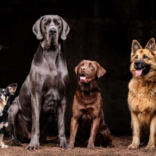 Hundeauslaufgebiet-Sarah Genuit Fotografie-Bild