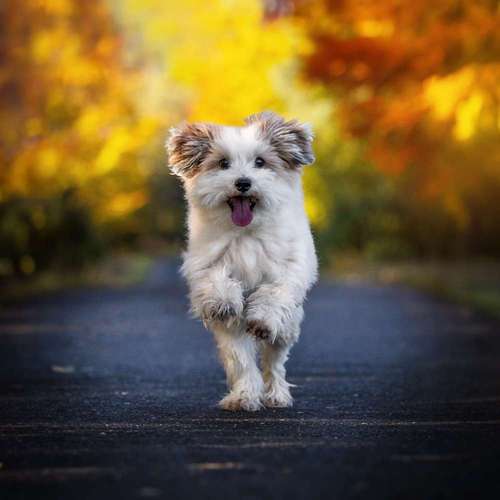 Hundeauslaufgebiet-Sarah Genuit Fotografie-Bild