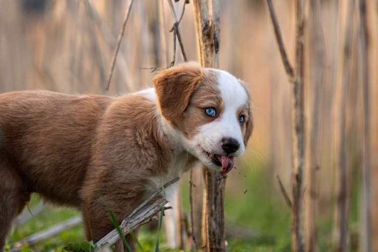 Hundeauslaufgebiet-Sarah Genuit Fotografie-Bild