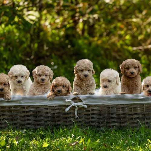 Hundeauslaufgebiet-Sarah Genuit Fotografie-Bild