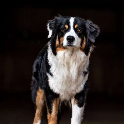 Hundeauslaufgebiet-Sarah Genuit Fotografie-Bild