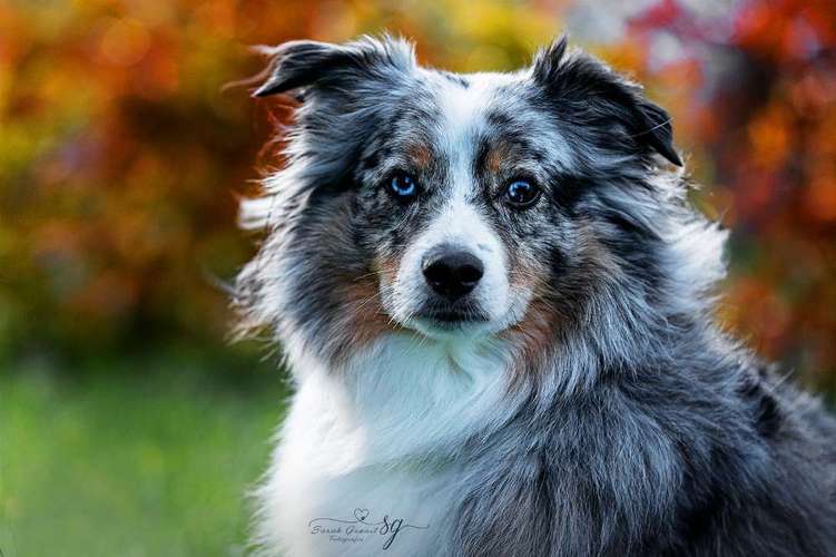 Hundeauslaufgebiet-Sarah Genuit Fotografie-Bild