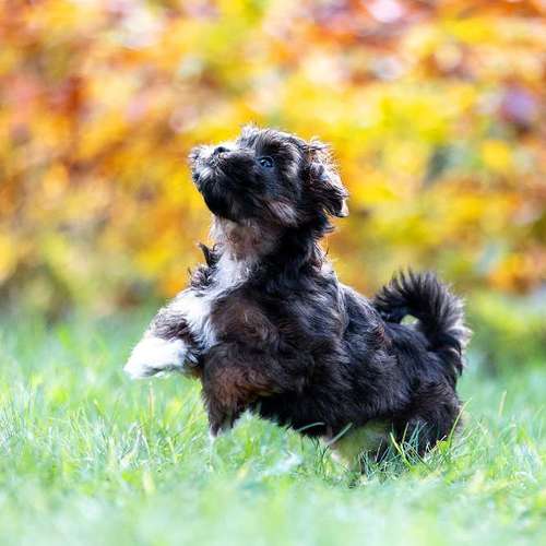 Hundeauslaufgebiet-Sarah Genuit Fotografie-Bild