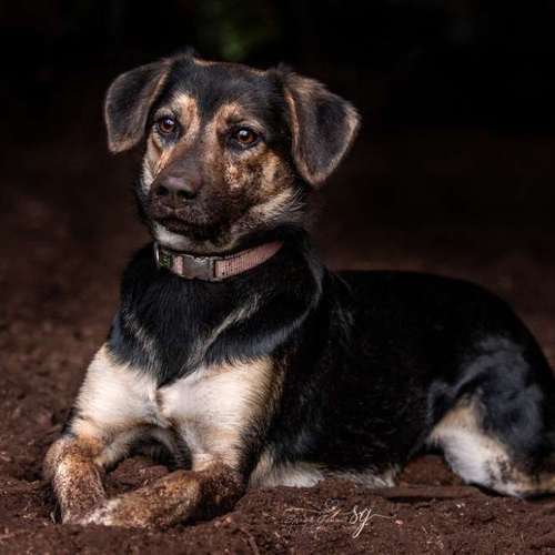Hundeauslaufgebiet-Sarah Genuit Fotografie-Bild