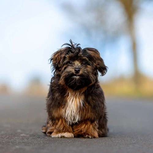 Hundeauslaufgebiet-Sarah Genuit Fotografie-Bild