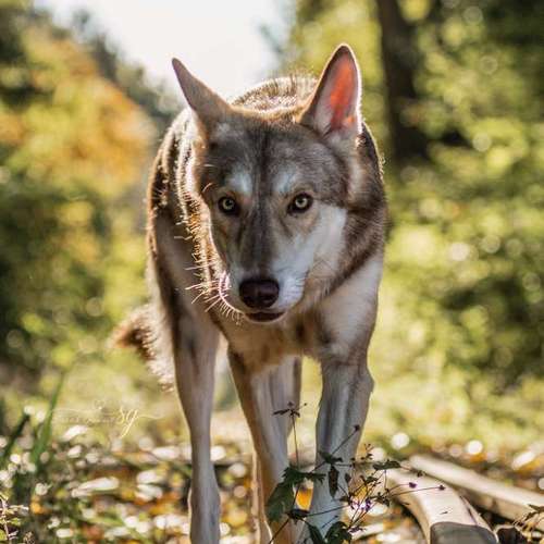 Hundeauslaufgebiet-Sarah Genuit Fotografie-Bild
