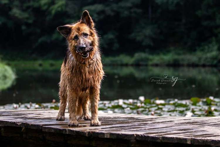 Hundeauslaufgebiet-Sarah Genuit Fotografie-Bild