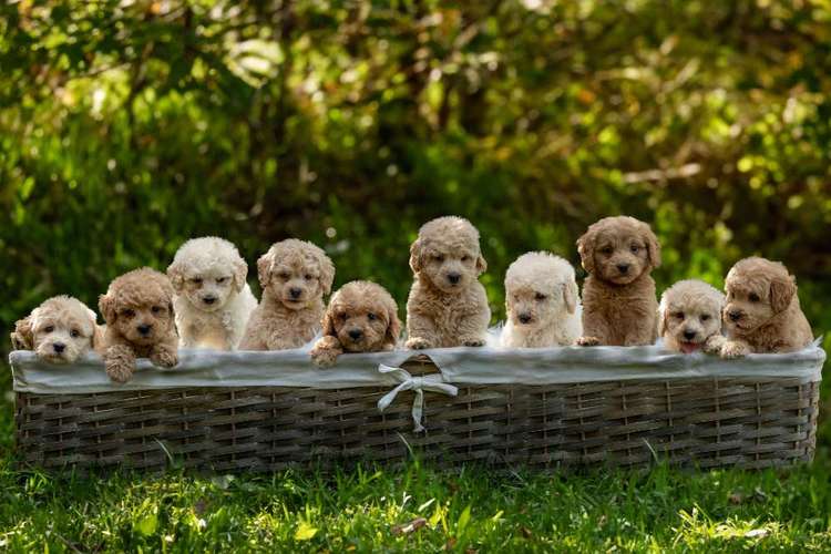 Hundeauslaufgebiet-Sarah Genuit Fotografie-Bild