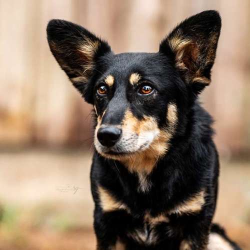 Hundeauslaufgebiet-Sarah Genuit Fotografie-Bild