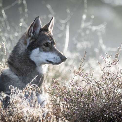 Hundeauslaufgebiet-Sarah Genuit Fotografie-Bild