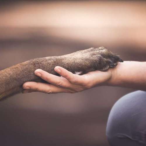 Hundeauslaufgebiet-Sarah Genuit Fotografie-Bild