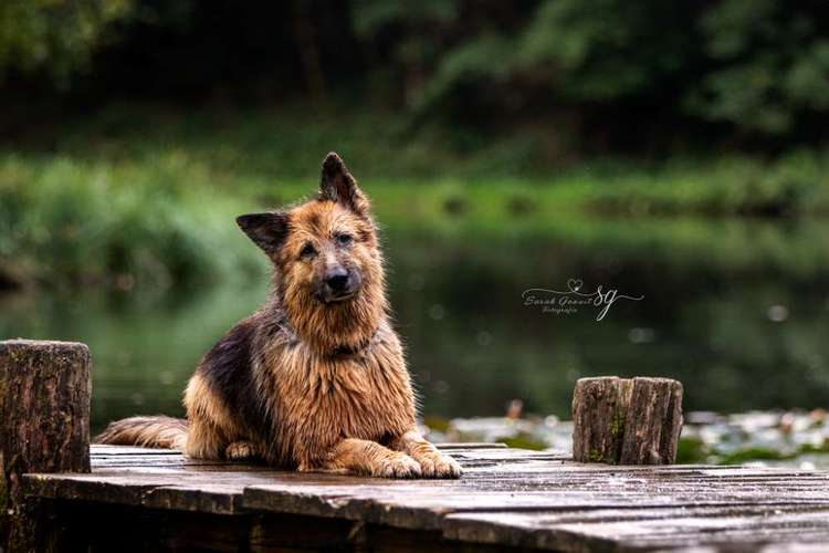 Hundeauslaufgebiet-Sarah Genuit Fotografie-Bild