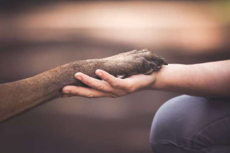 Hundeauslaufgebiet-Sarah Genuit Fotografie-Bild