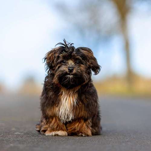 Hundeauslaufgebiet-Sarah Genuit Fotografie-Bild