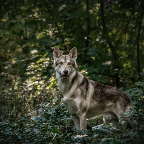 Hundeauslaufgebiet-Sarah Genuit Fotografie-Bild