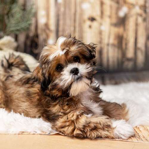 Hundeauslaufgebiet-Sarah Genuit Fotografie-Bild