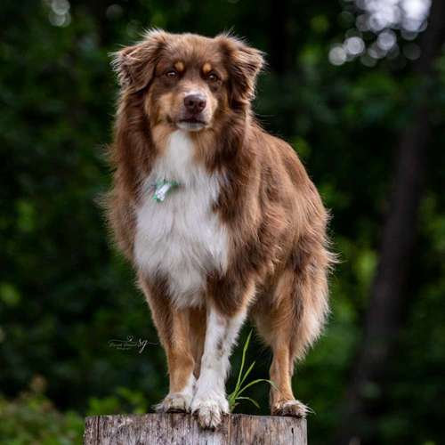 Hundeauslaufgebiet-Sarah Genuit Fotografie-Bild