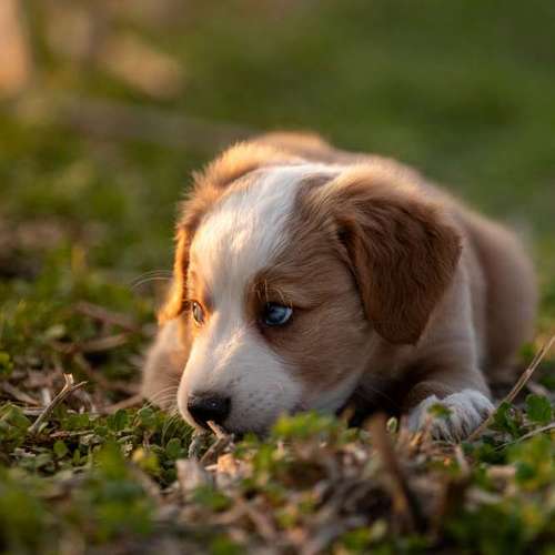 Hundeauslaufgebiet-Sarah Genuit Fotografie-Bild