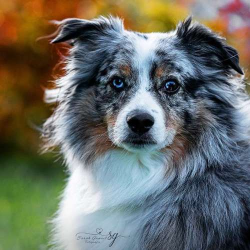 Hundeauslaufgebiet-Sarah Genuit Fotografie-Bild