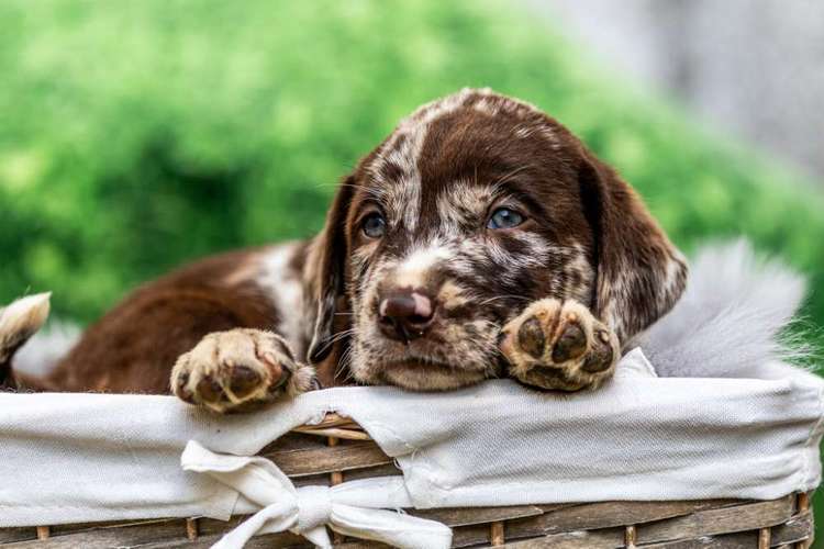 Hundeauslaufgebiet-Sarah Genuit Fotografie-Bild