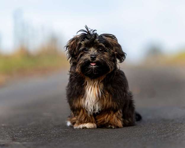 Hundeauslaufgebiet-Sarah Genuit Fotografie-Bild