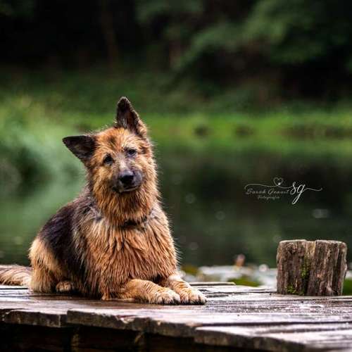 Hundeauslaufgebiet-Sarah Genuit Fotografie-Bild