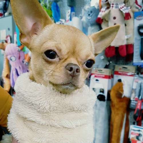 Hundeauslaufgebiet-ZOOHAUS WENDEL-Bild
