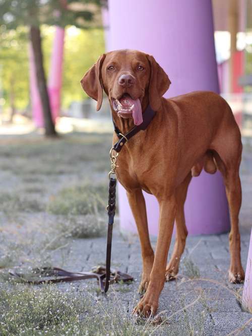 Hundeauslaufgebiet-iinu-Bild