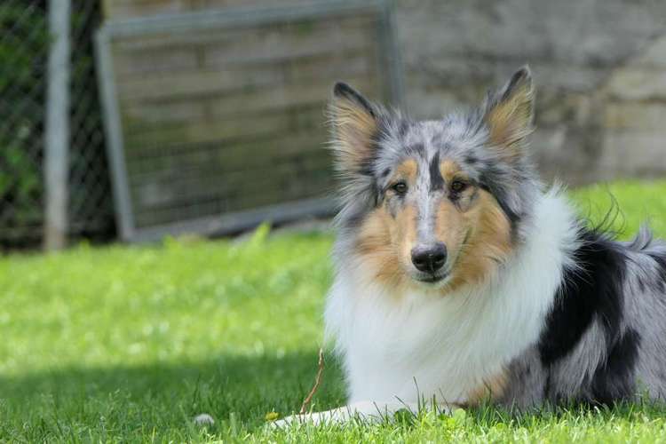 Hundeauslaufgebiet-Tierheim Linth-Bild