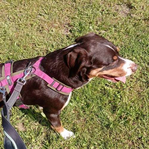 Hundeauslaufgebiet-Vikis mobile Tierbetreuung-Bild