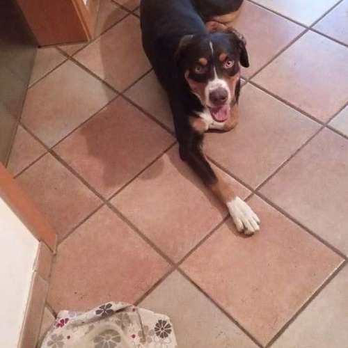 Hundeauslaufgebiet-Vikis mobile Tierbetreuung-Bild