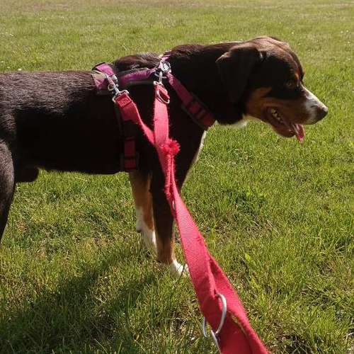 Hundeauslaufgebiet-Vikis mobile Tierbetreuung-Bild