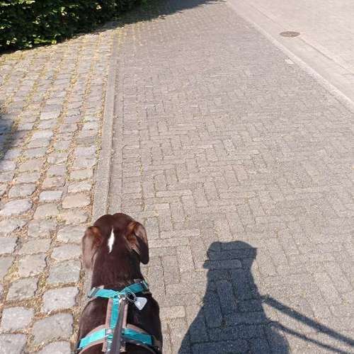 Hundeauslaufgebiet-Vikis mobile Tierbetreuung-Bild